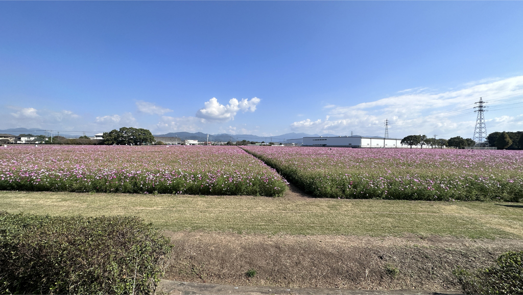 キリン花園のコスモス＠2023 (27)