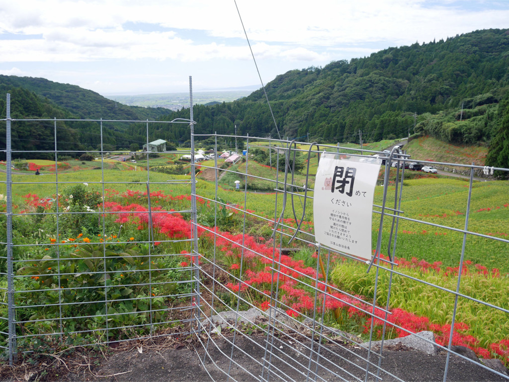 江里山の彼岸花 (8)