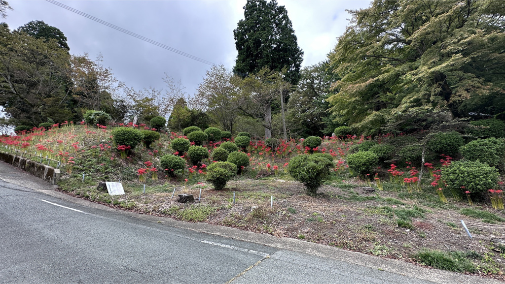 西巌殿寺 (3) 彼岸花