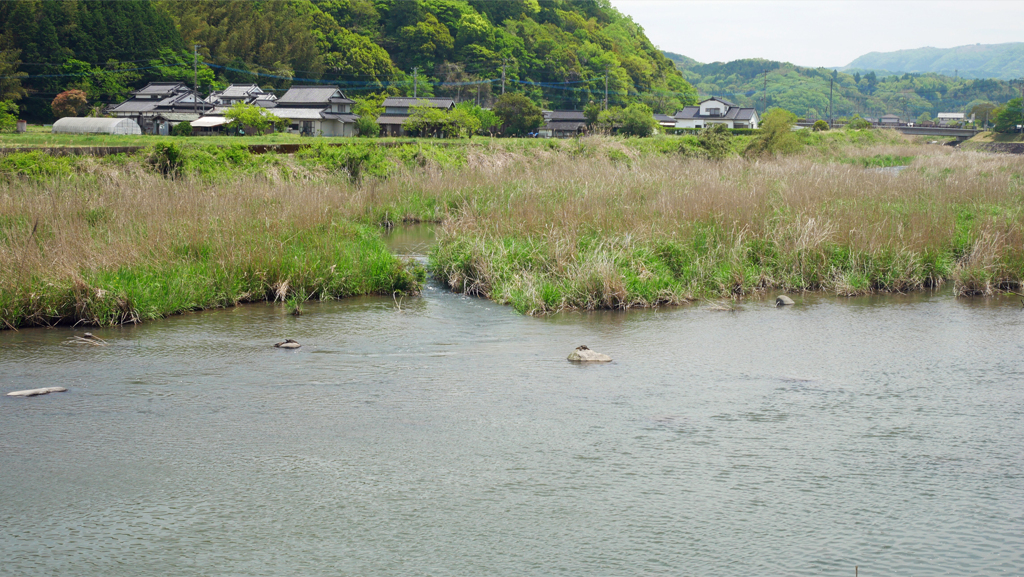 すっぽんの甲羅干しストリート (2)