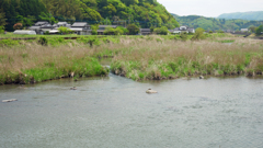 すっぽんの甲羅干しストリート (2)