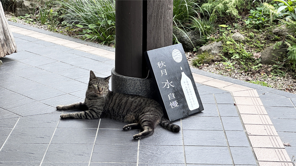 Cat in 月の峠