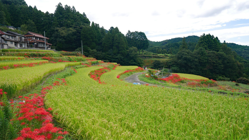 江里山の彼岸花 (11)