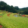 江里山の彼岸花 (11)