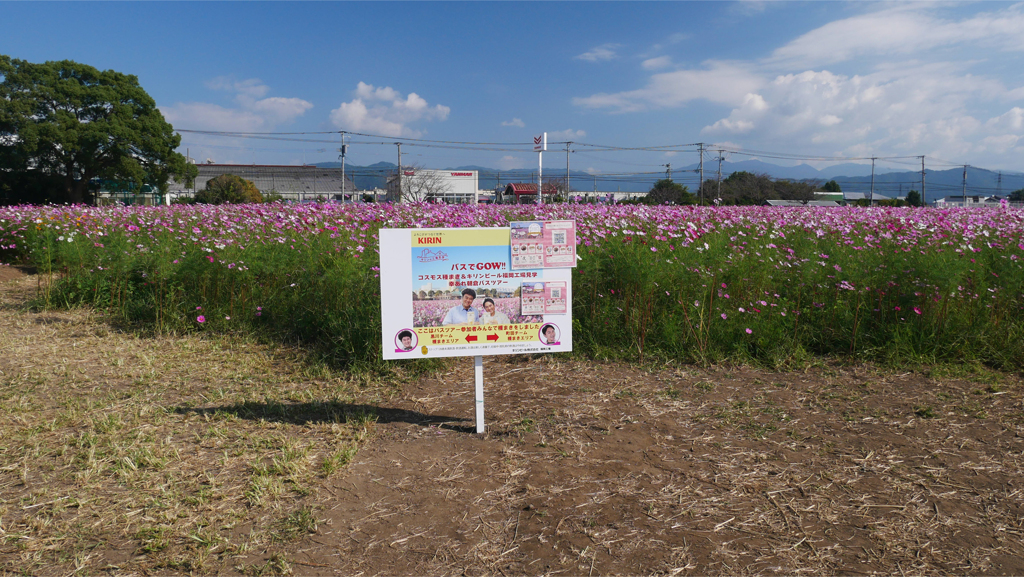 キリン花園のコスモス＠2023 (13)