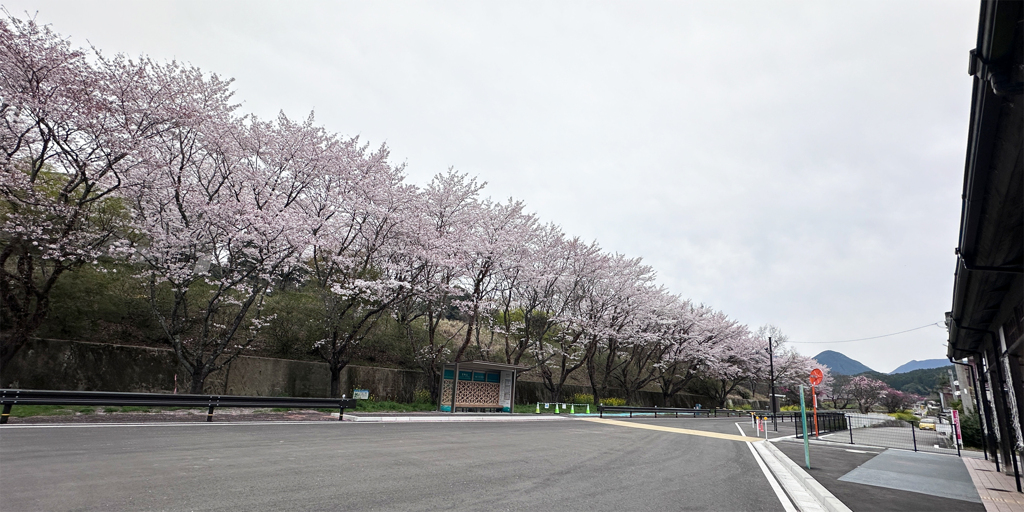 宝珠山駅の桜 (1)