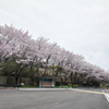 宝珠山駅の桜 (1)