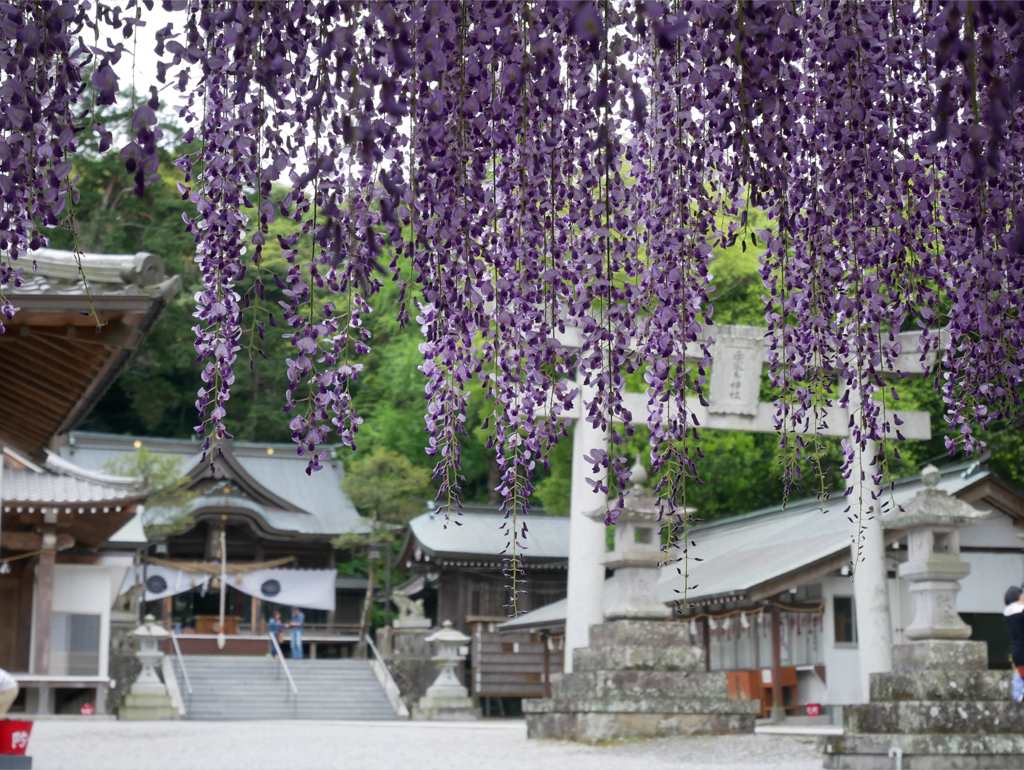 西寒多神社＠2018 (28)