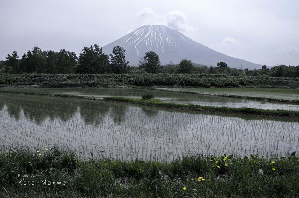 曇天の下で咲くたんぽぽと羊蹄山