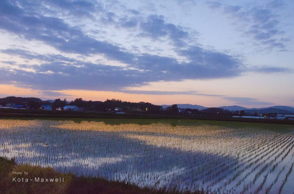 夕焼けに染まる田んぼ