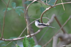 京都御苑の野鳥　エナガ（9月-2）