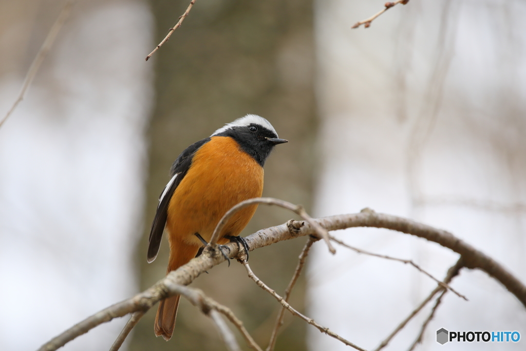 京都御苑の野鳥 ジョウビタキ