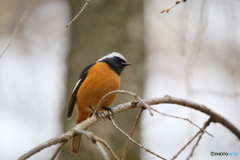 京都御苑の野鳥 ジョウビタキ