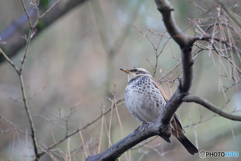 京都御苑の野鳥 ツグミ‐1