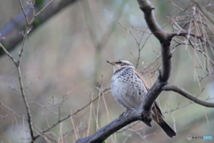 京都御苑の野鳥 ツグミ‐1