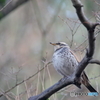 京都御苑の野鳥 ツグミ‐1