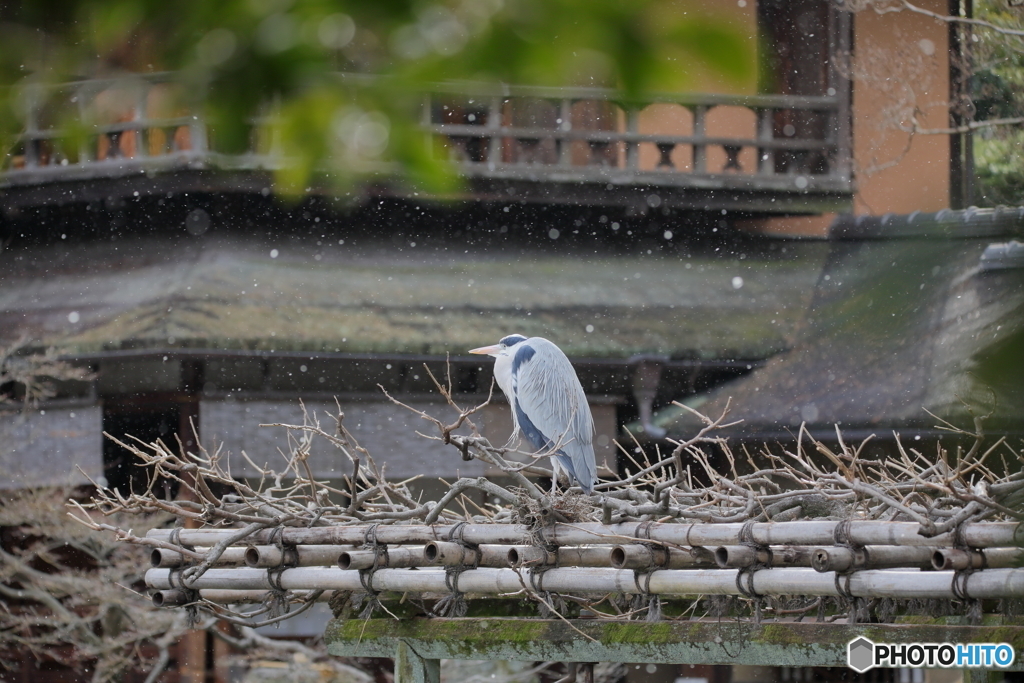 京都御苑の野鳥 アオサギ‐1