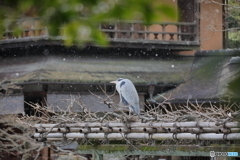 京都御苑の野鳥 アオサギ‐1