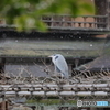 京都御苑の野鳥 アオサギ‐1