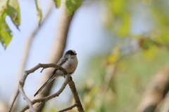 京都御苑の野鳥　エナガ（9月-1）