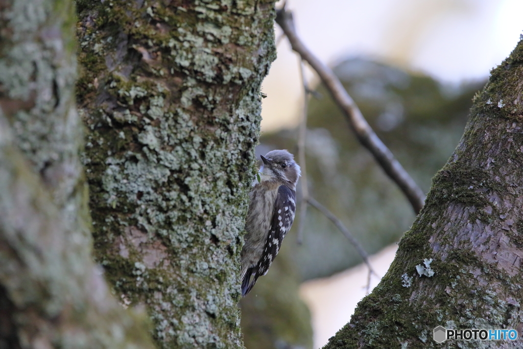 京都御苑の野鳥 コゲラｰ2