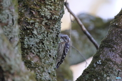 京都御苑の野鳥 コゲラｰ2