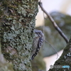 京都御苑の野鳥 コゲラｰ2