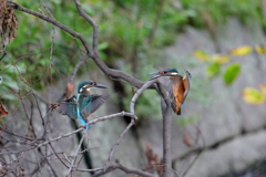京都御苑の野鳥　カワセミ（9月）