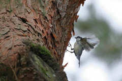 京都御苑の野鳥　シジュウカラ（9月-２）