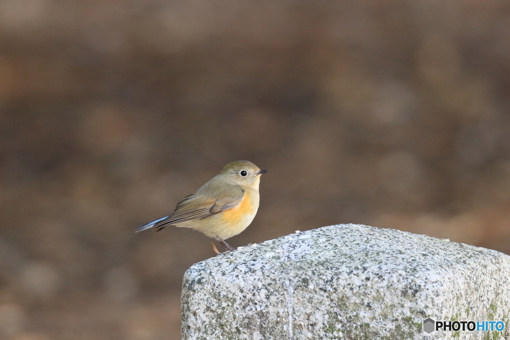 京都御苑の野鳥 ルリビタキ♀