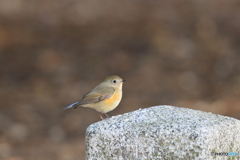 京都御苑の野鳥 ルリビタキ♀
