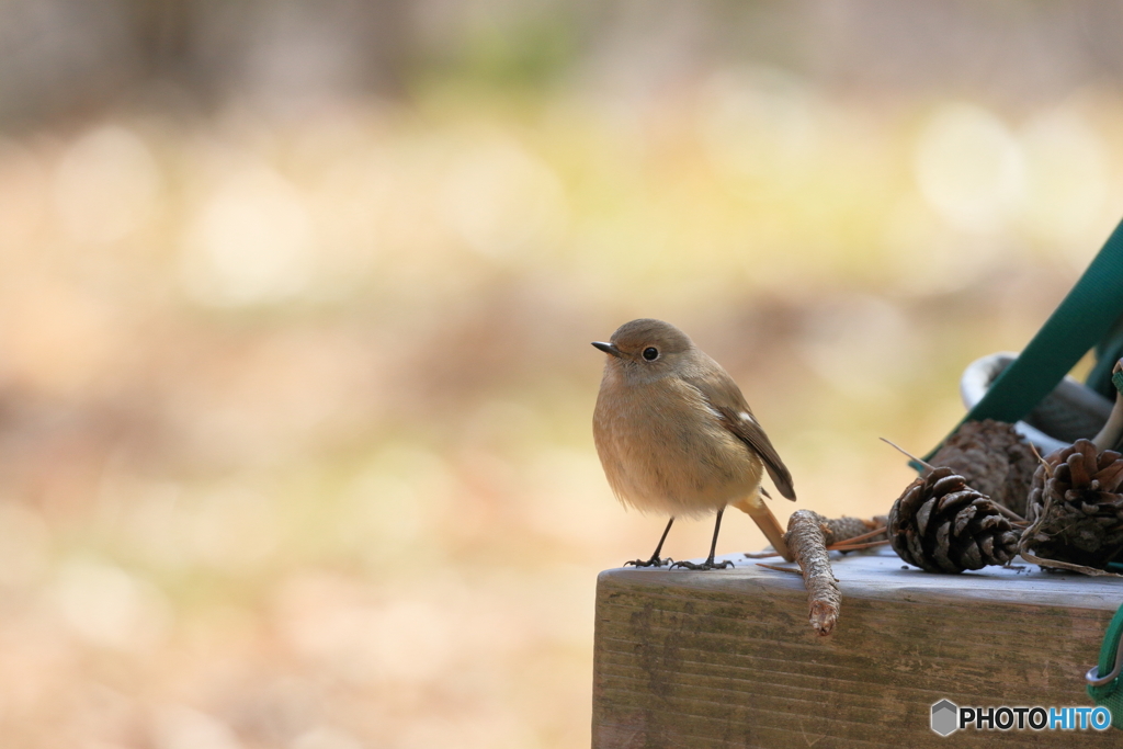 京都御苑の野鳥 ジョウビタキ♀