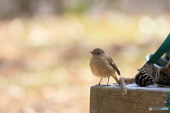 京都御苑の野鳥 ジョウビタキ♀
