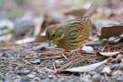 京都御苑の野鳥 アオジ‐1
