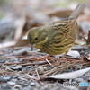 京都御苑の野鳥 アオジ‐1