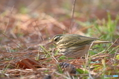 京都御苑の野鳥 ビンズイ‐1