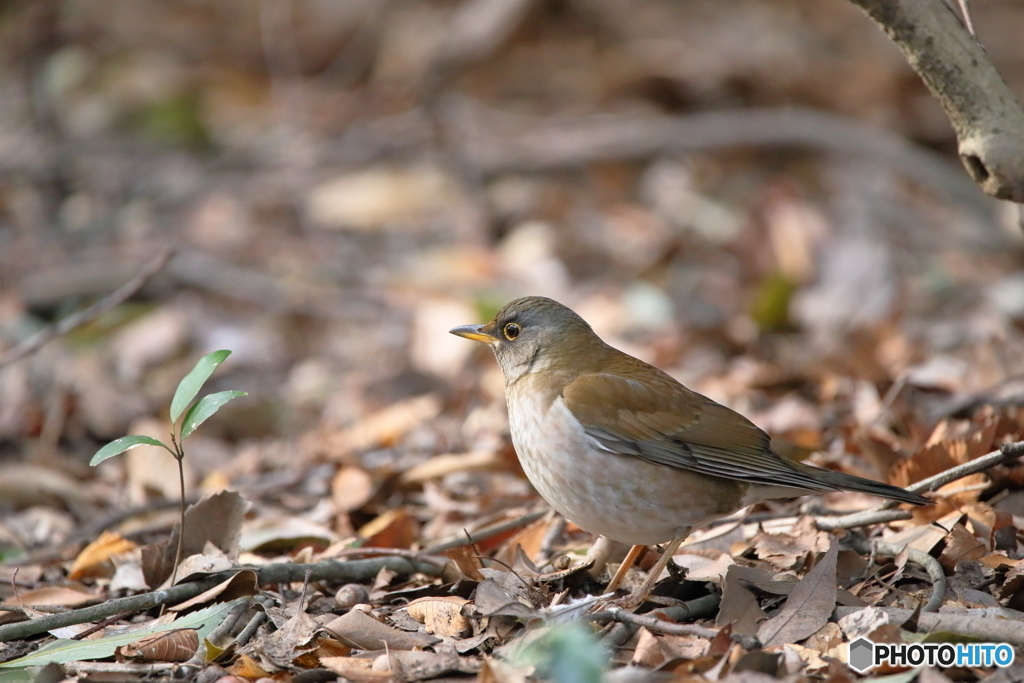 京都御苑の野鳥 シロハラ‐2