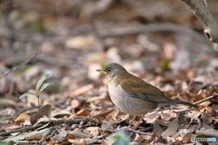 京都御苑の野鳥 シロハラ‐2