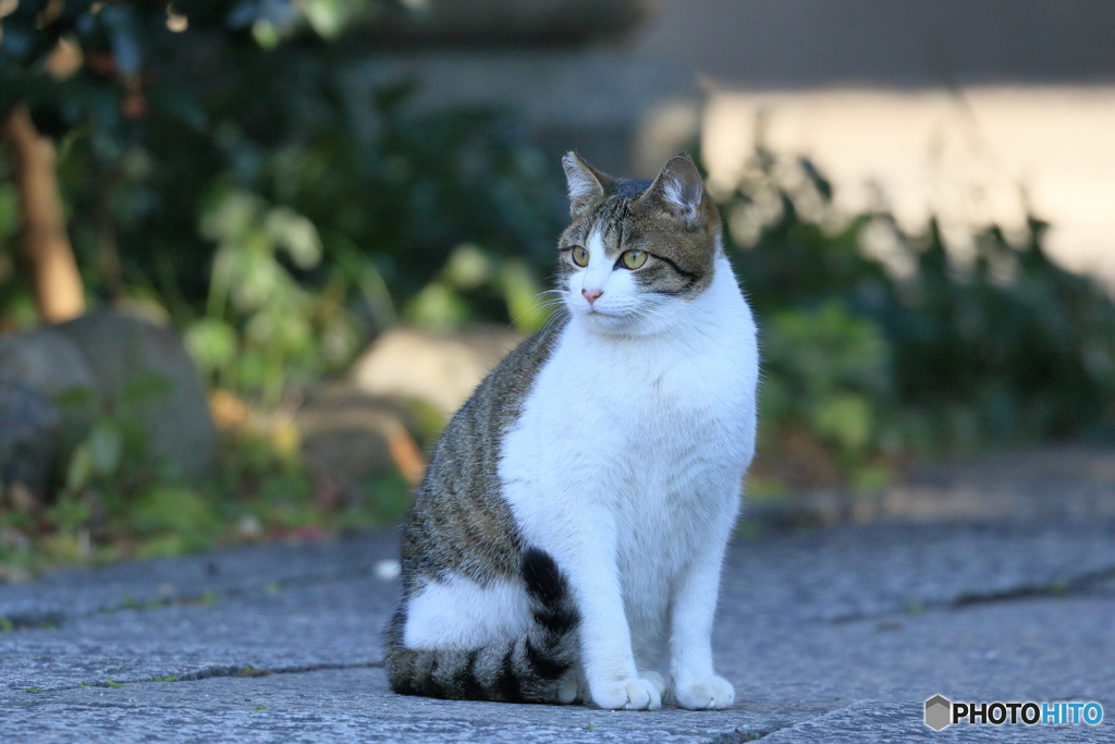 京都御苑の猫-4