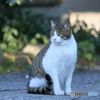 京都御苑の猫-4