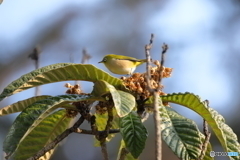 京都御苑の野鳥 メジロ‐２