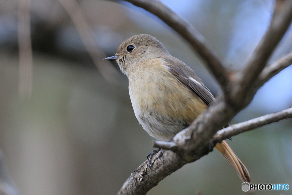 京都御苑の野鳥 ジョウビタキ♀ｰ2