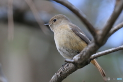 京都御苑の野鳥 ジョウビタキ♀ｰ2