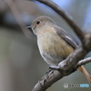 京都御苑の野鳥 ジョウビタキ♀ｰ2