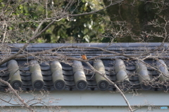 京都御苑の野鳥 カワセミ‐1