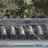京都御苑の野鳥 カワセミ‐1