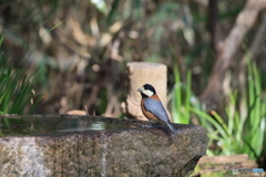 京都御苑の野鳥 ヤマガラ