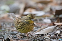 京都御苑の野鳥 アオジ‐2
