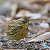 京都御苑の野鳥 アオジ‐2