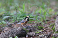 京都御苑の野鳥　ヤマガラ（9月）